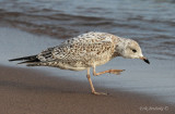 Ring-billed Gull with an itch