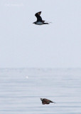 Parasitic Jaegers. The bottom one is keeping watch.