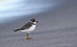 Semipalmated Plover