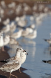 Ring-billed Gulls