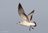 Ring-billed Gull