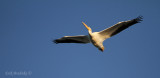 American White Pelican