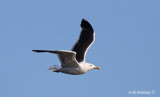 Adult Lesser Black-backed Gull