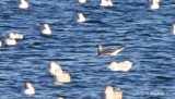 Sabines Gull