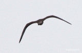 Long-tailed Jaeger (dark)