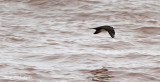 Parasitic Jaeger flying by