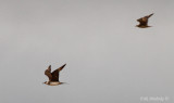 Parasitic Jaegers