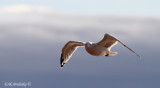 Ring-billed Gull