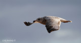 Ring-billed Gull