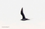 Long-tailed Jaeger