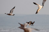 Parasitic Jaeger getting a meal!