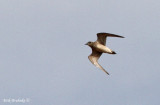 American Golden-Plover