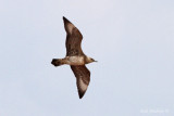 Juvenile Parasitic Jaeger