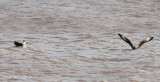 Parasitic Jaegers hanging out, and having their own Jaegerfest