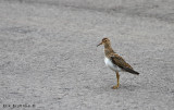 Pectoral Sandpiper