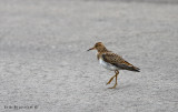 Pectoral Sandpiper