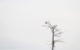Sharp-shinned Hawk