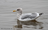 Thayers Gull