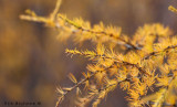 Tamarack