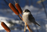 Gray Jay