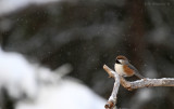 Boreal Chickadee
