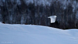 Snowy Owl