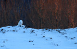 Snowy Owl