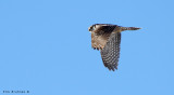 Northern Hawk Owl