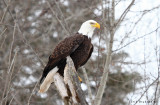 Bald Eagle