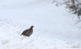 Spruce Grouse