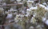 Moss n Lichens n Snow