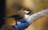 Boreal Chickadee