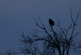 Great Horned Owl