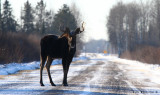Moose