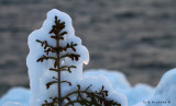 Spruce at Sunset