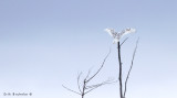 Snowy Owl