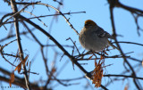 Pine Grosbeak