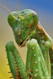 European Dwarf Mantis - Ameles spallanzania