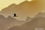 Stork in desert