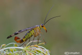 Mosca scorpione (Panorpa sp. )