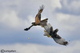 Nibbio bruno (Milvus migrans) & Falco di palude (Circus aeruginosus)