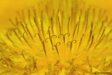 Tarassaco - Dandelion