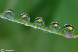 Spring in drops