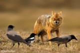 Sciacallo dorato -Golden jackal (Canis aureus) Female