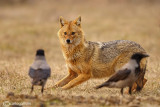 Sciacallo dorato -Golden jackal (Canis aureus) Female