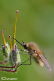 Bombyllus sp.