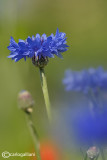 Cornflowers