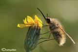 Bombylius major