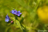 Buglossoides purpurocaerulea 