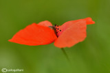 Papaver rhoeas - Poppies